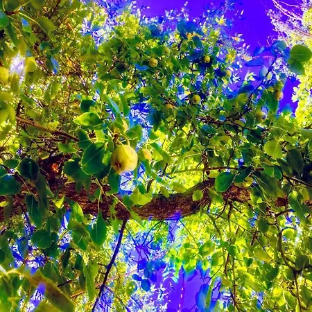 Olivos *