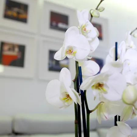 Plaza Mayor By Madflats Collection * Madrid