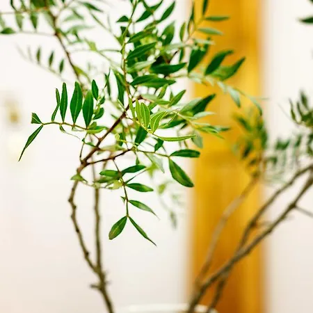 花园精品旅馆 马德里