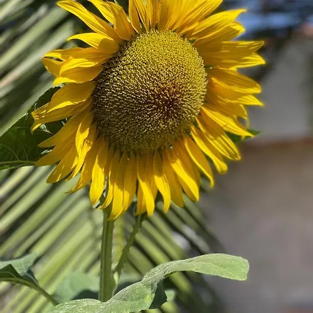 Corazón De 2*